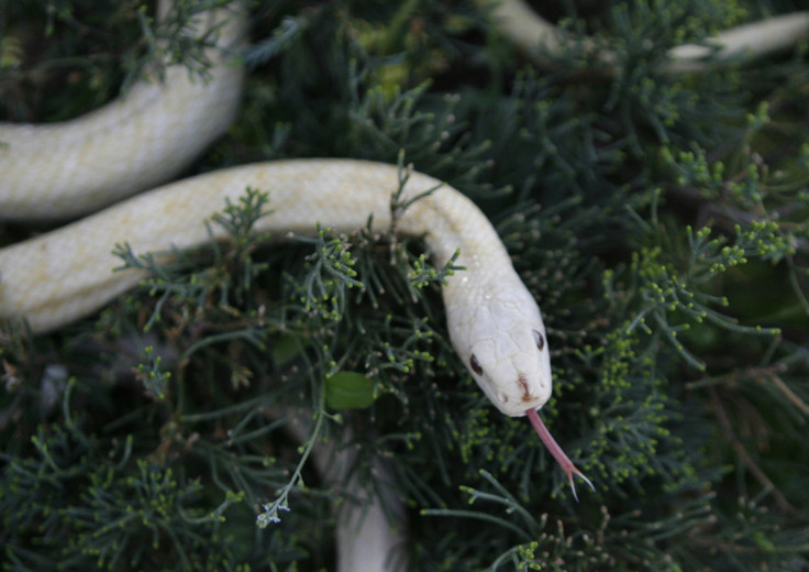 An albino Japanese rat snake