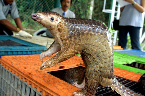 Rescued pangolin in Malaysia 