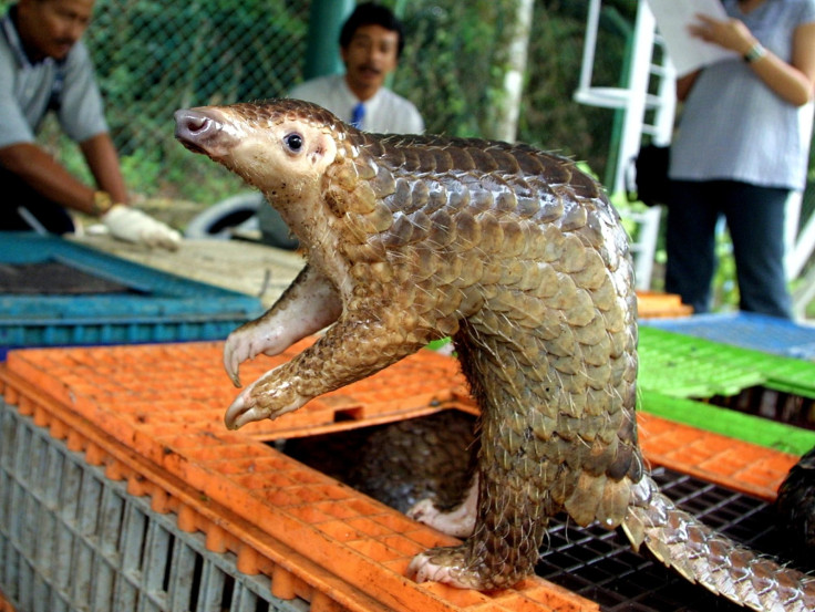 Rescued pangolin in Malaysia 