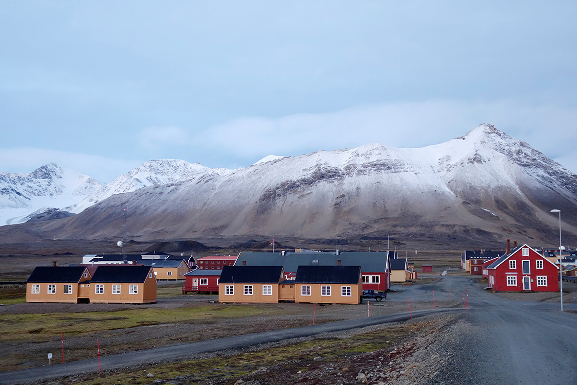 Polar bears Svalbard Norway