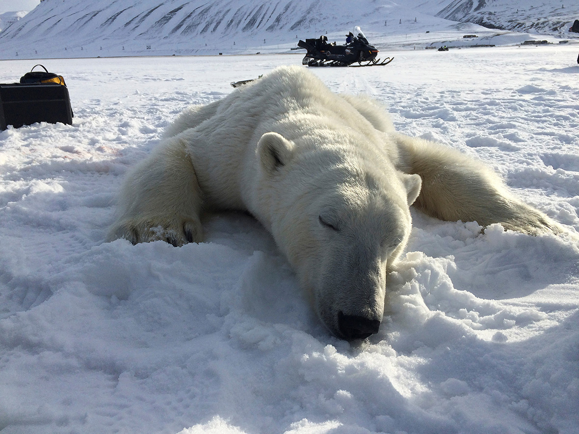 Polar bears Svalbard Norway