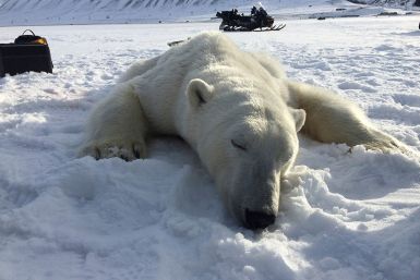 Polar bears Svalbard Norway