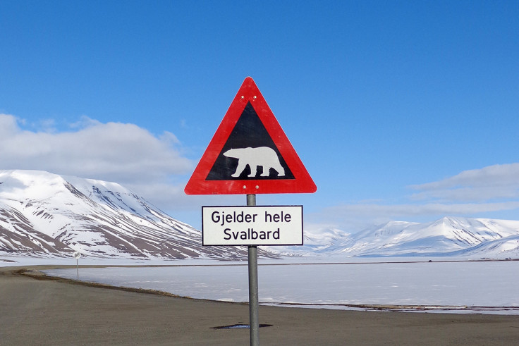 Polar bears Svalbard Norway