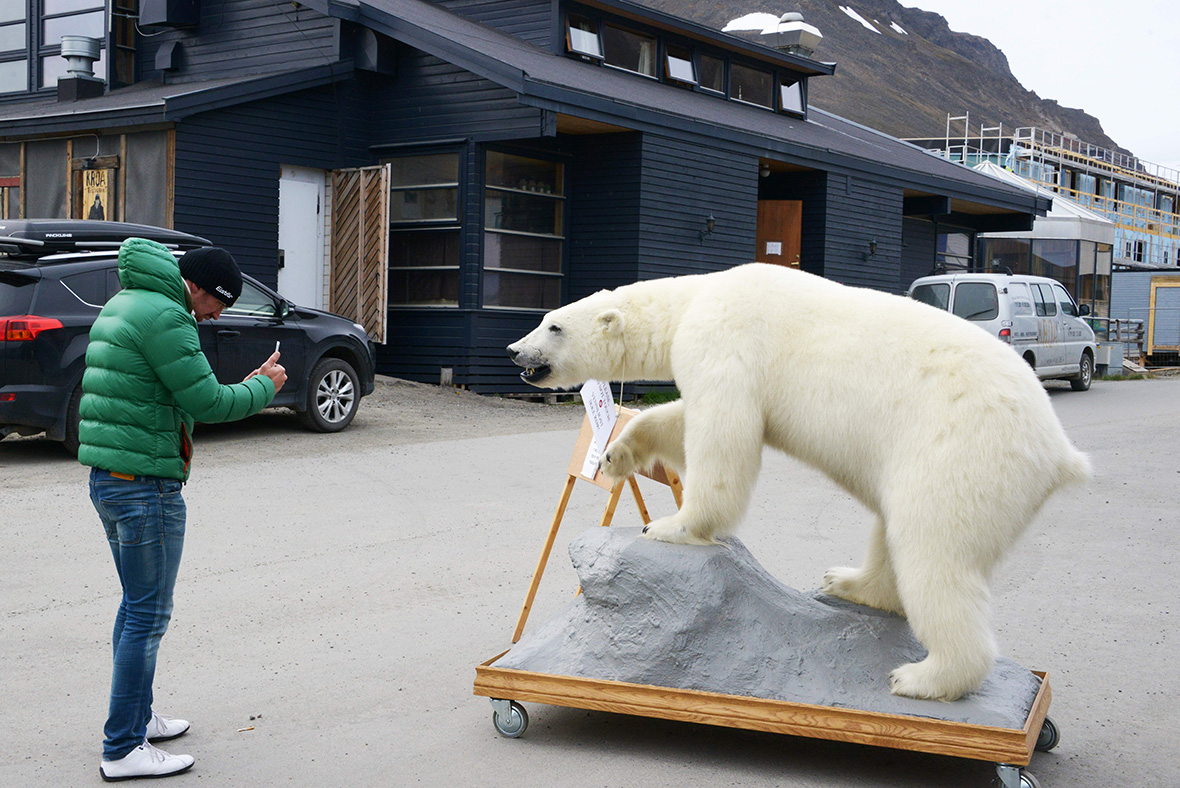 Polar bears Svalbard Norway