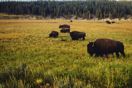 Yellowstone National Park bison