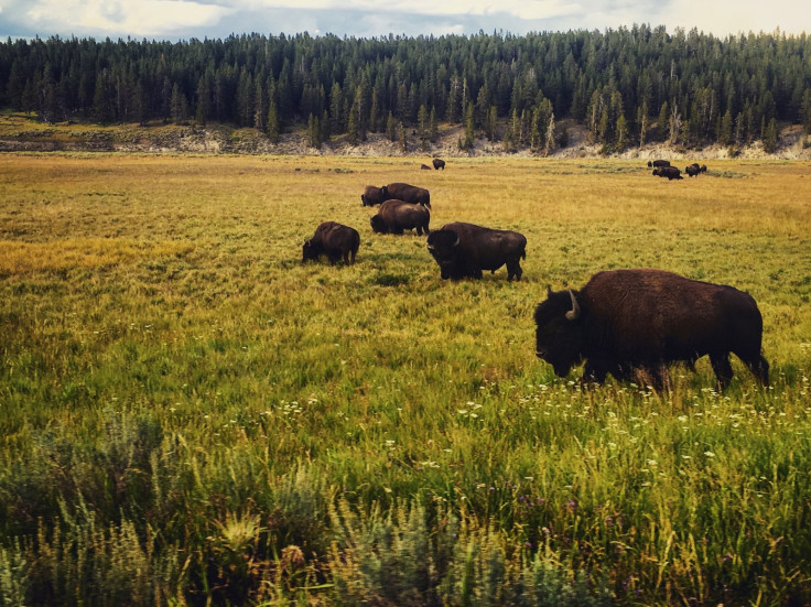 Yellowstone National Park bison