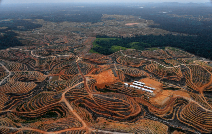 borneo deforestation palm oil