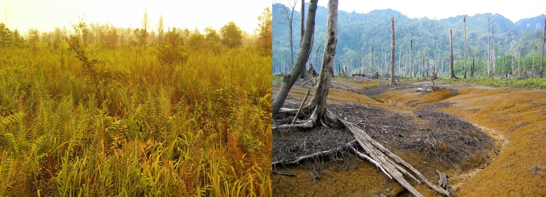  Palm  oil  and deforestation Delving into drivers of forest 