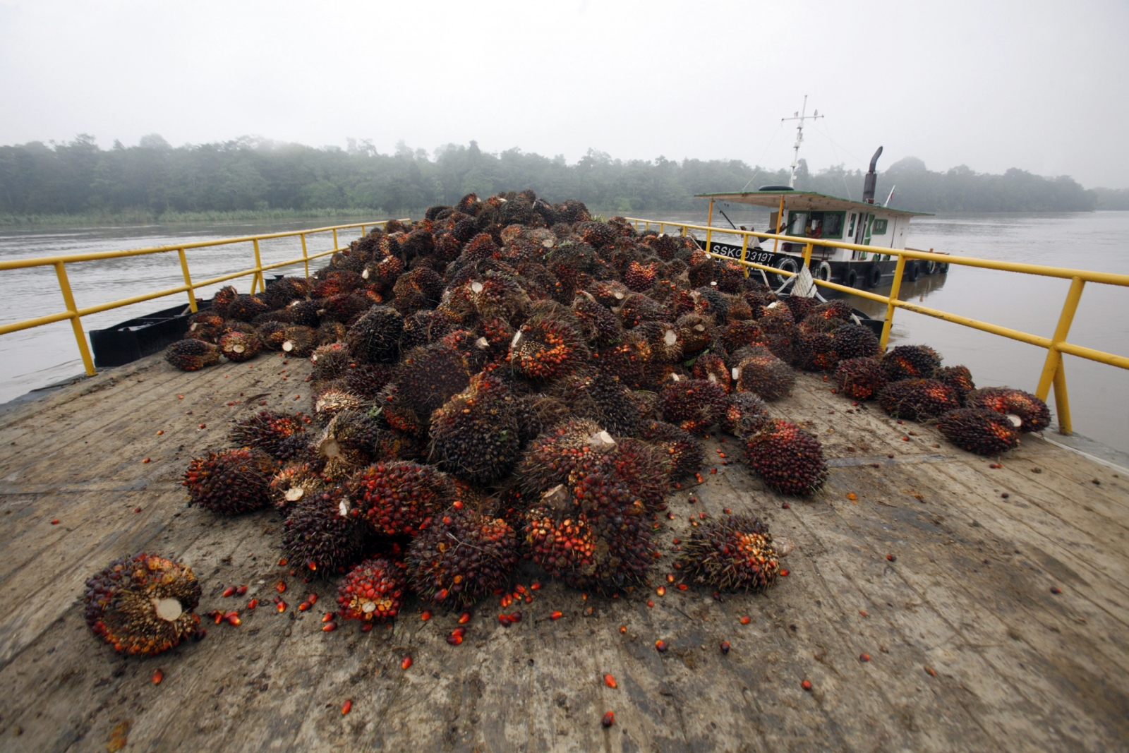  Palm  oil  and deforestation Delving into drivers of forest 