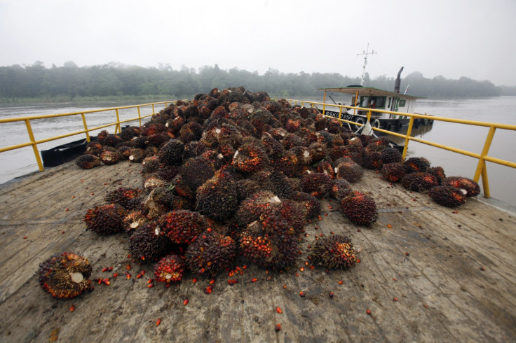 borneo deforestation palm oil