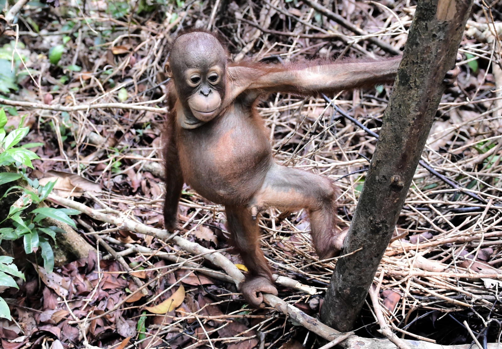 Palm Oil And Deforestation: Delving Into Drivers Of Forest Destruction ...