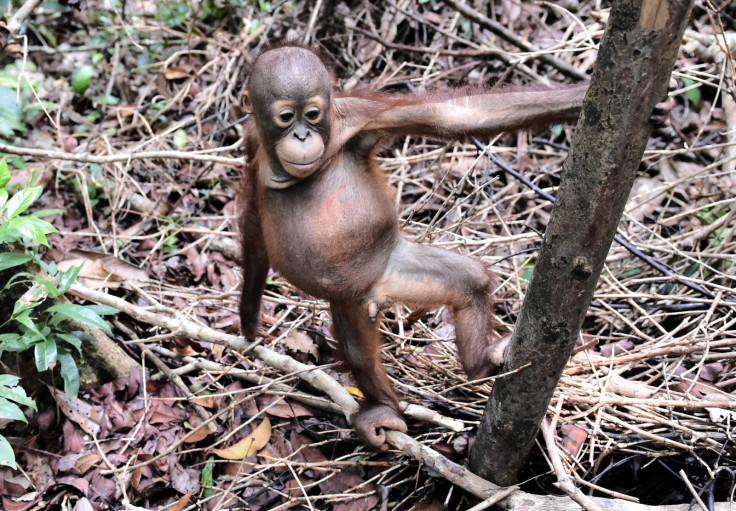 borneo deforestation orangutan