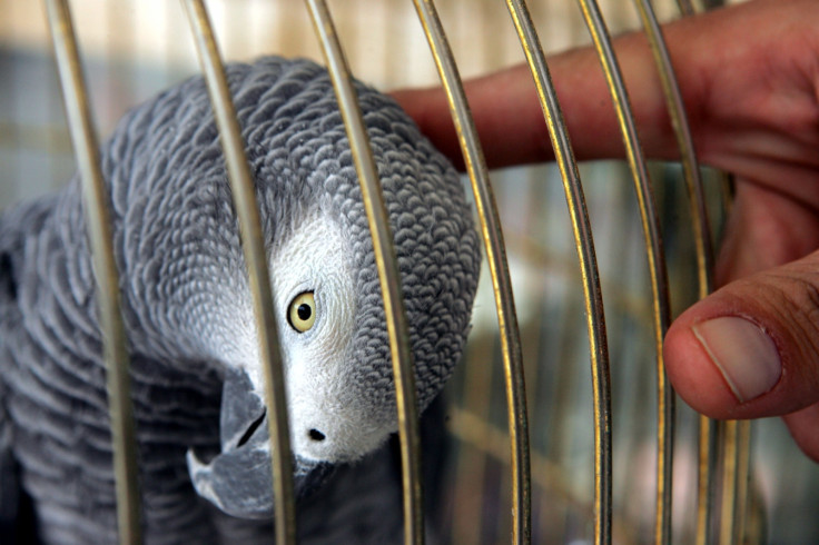 African grey parrot