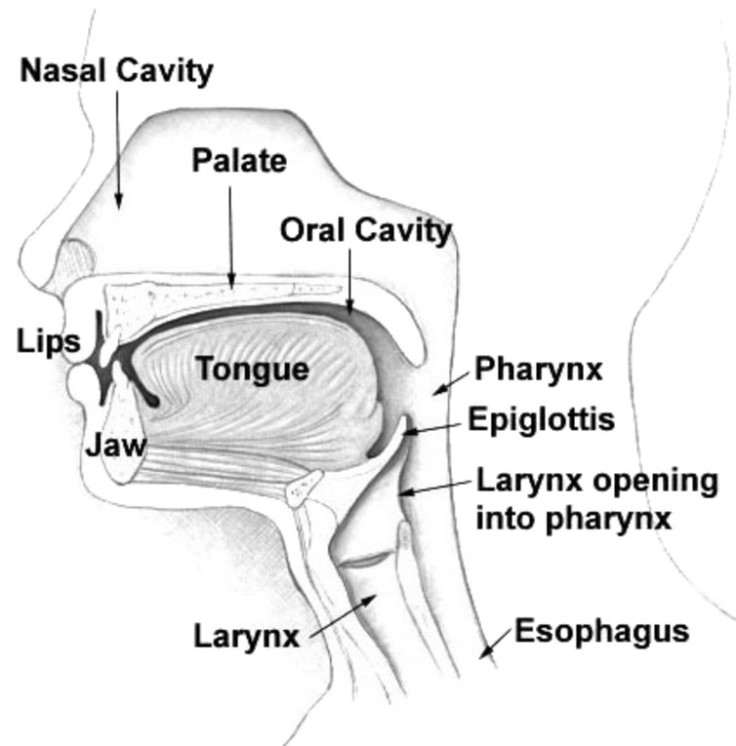 Vocal tract