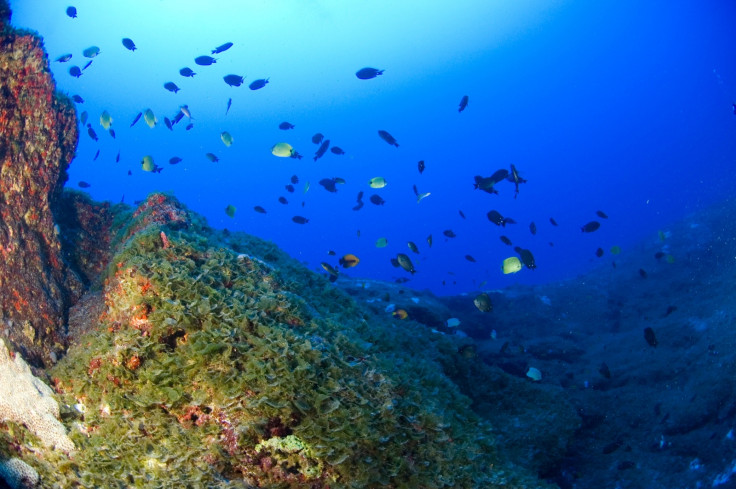 deep coral reefs