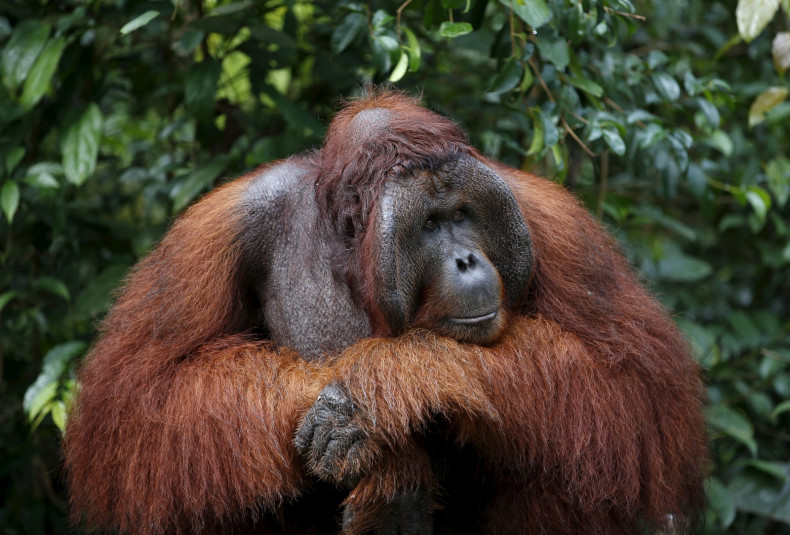 orangutan theory of mind