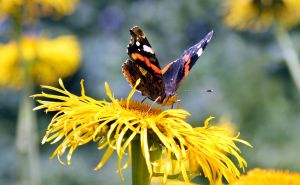 A red admiral butterfly collecting nectar