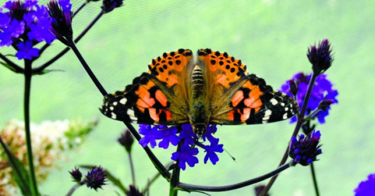 painted lady