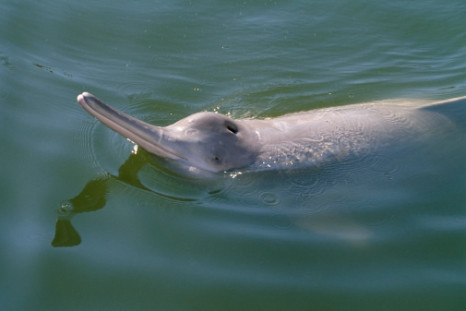 yangtze river dolphin