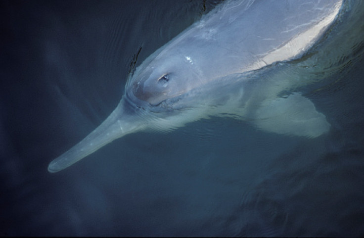 river dolphin