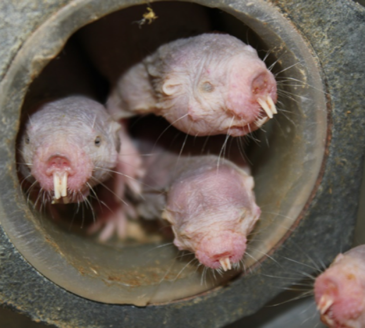 Naked mole rats: Meet the animals that do not feel pain