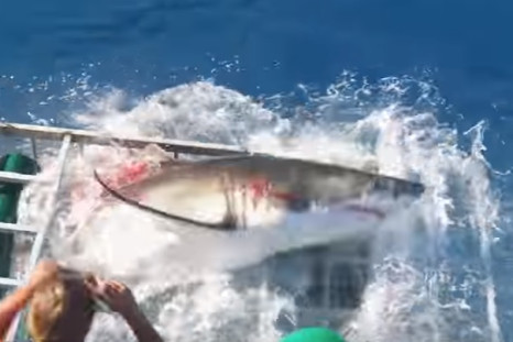 Shark attack vid