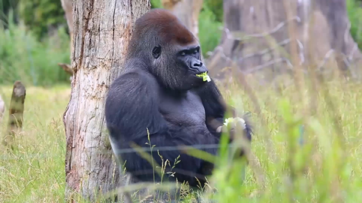 Gorilla escaped from London zoo had been returned safely