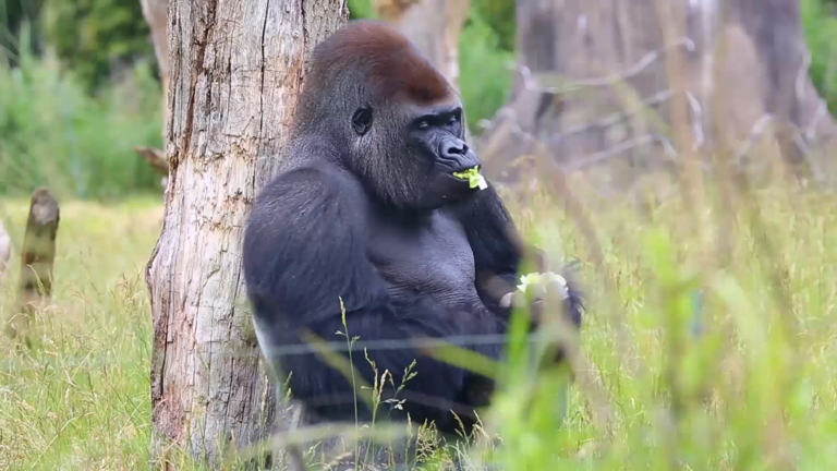 Gorilla escaped from London zoo had been returned safely Gorilla escaped from London zoo had been returned safely