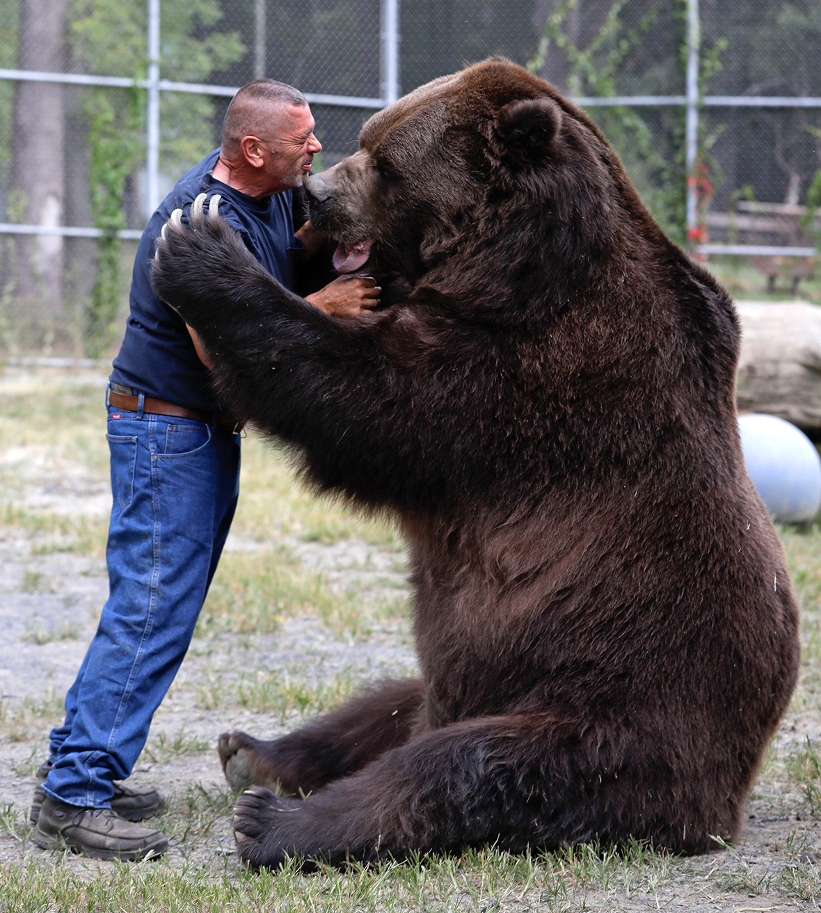 Orphaned Wildlife Centre: Photos of Jimbo the gigantic 1,500 pound bear 