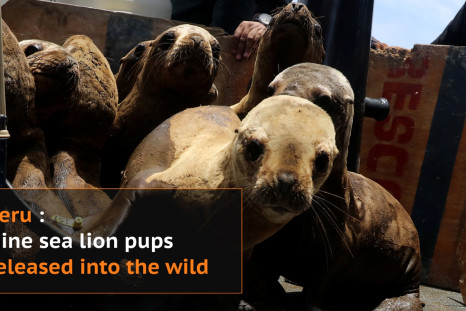 Nine sea lion pups released in Peru