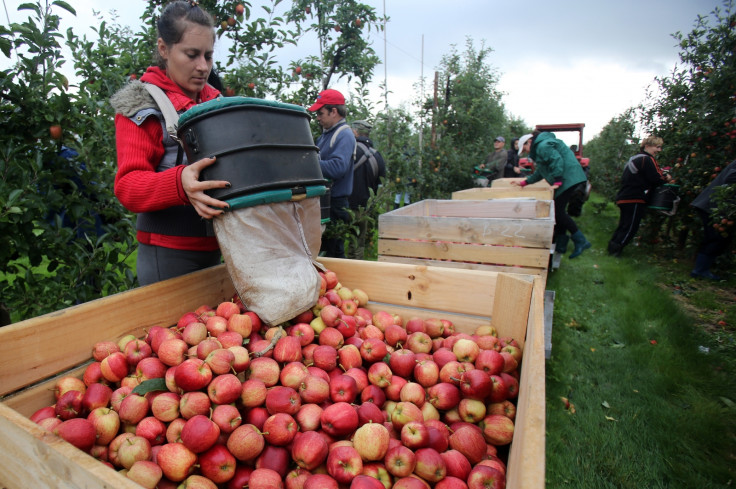 British fruit pickers