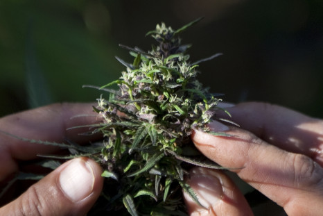 Cannabis farming