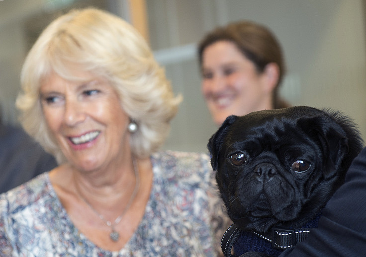 Camilla meets peanut, the pug