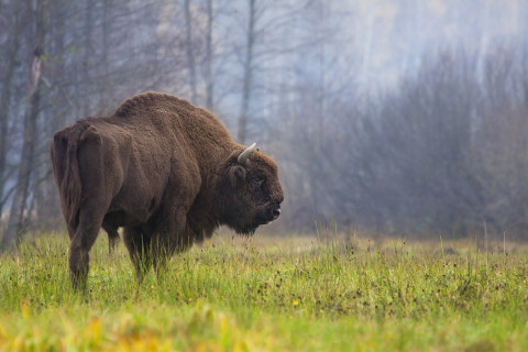 bison art 