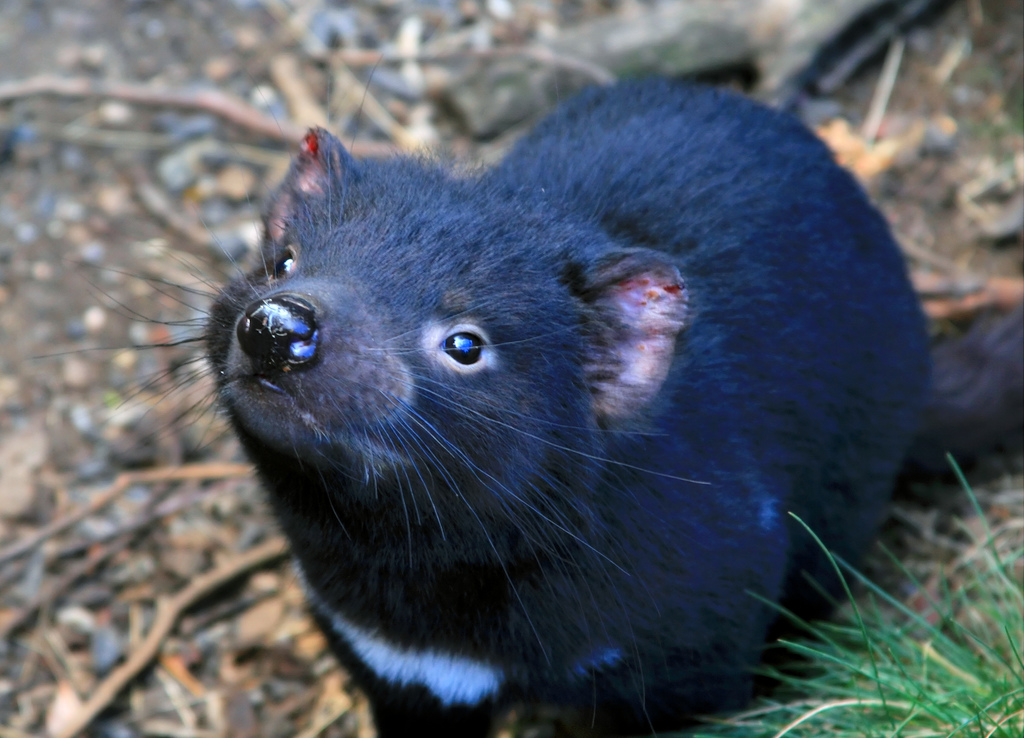 Tasmanian devil cancer: Immune response recorded raising hopes of