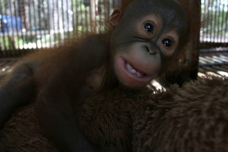 Gatot the orangutan