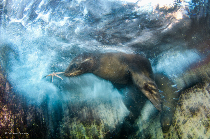 Wildlife Photographer of the Year 2016 