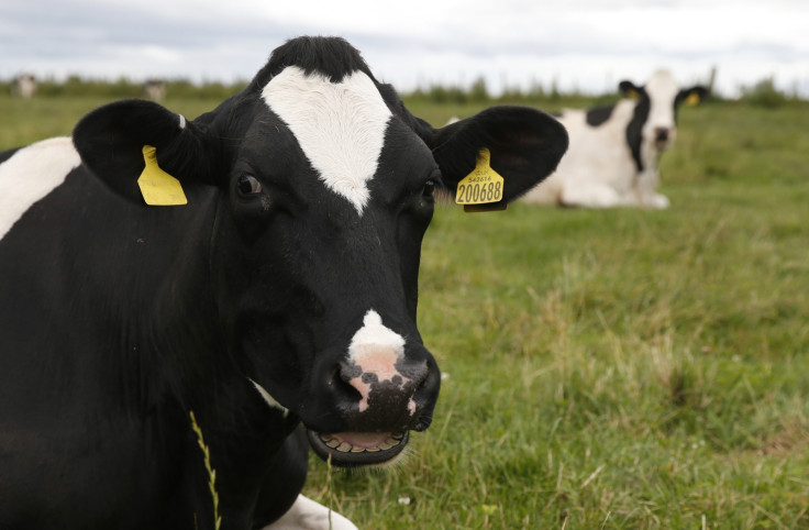 Cow in Scotland