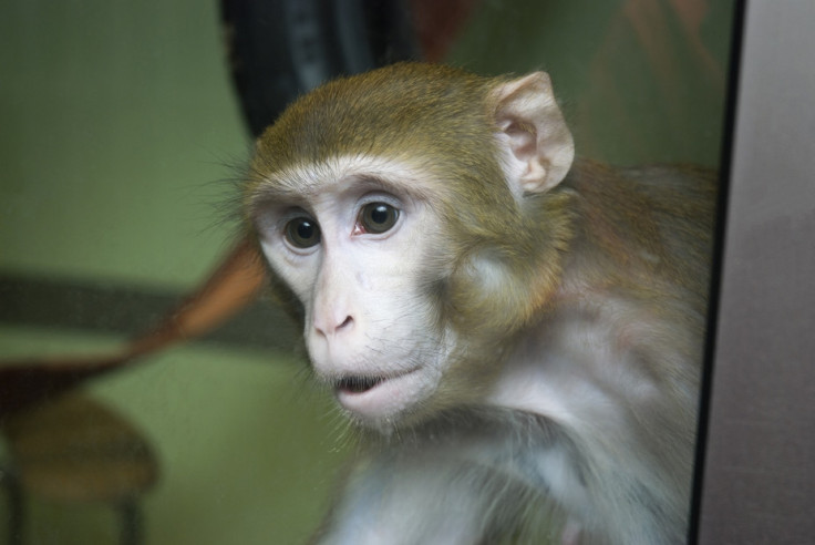 macaque monkey