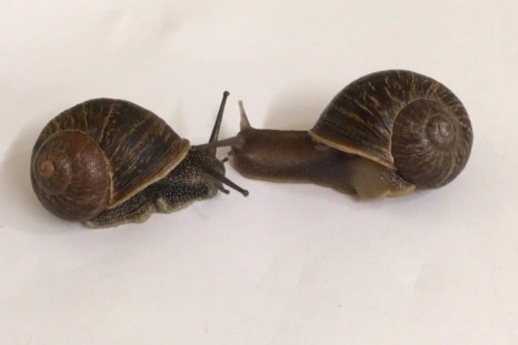 lefty snail