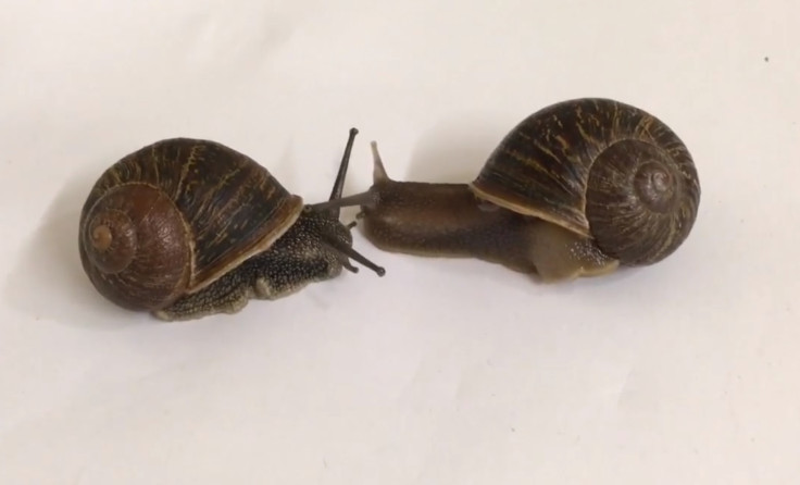 lefty snail