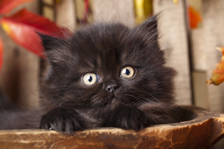 Black kitten