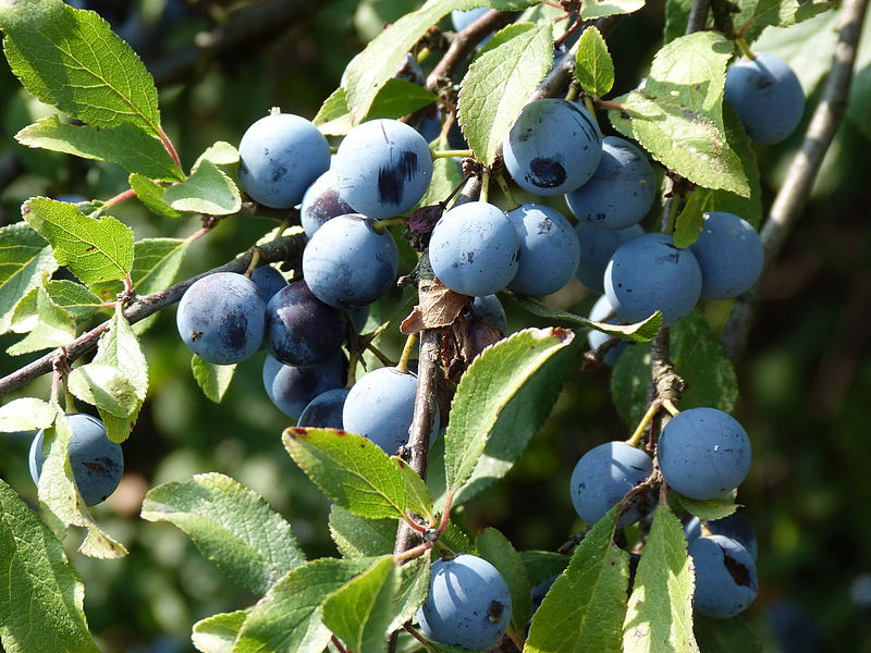 Foraging for beginners How to find your own food