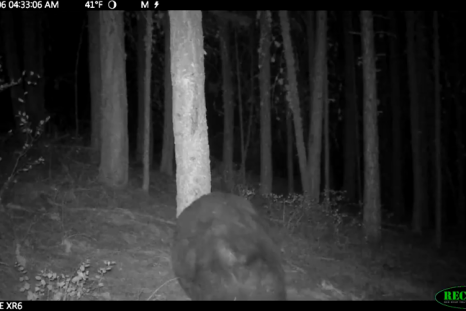 Black bear has itch he just has to scratch