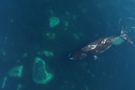 Watch amazing rare footage of  bowhead whales filmed by drone