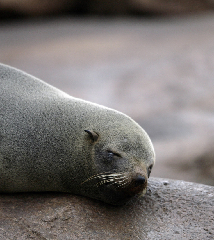 fur seal