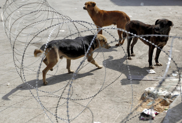 India Hyderabad dog rape