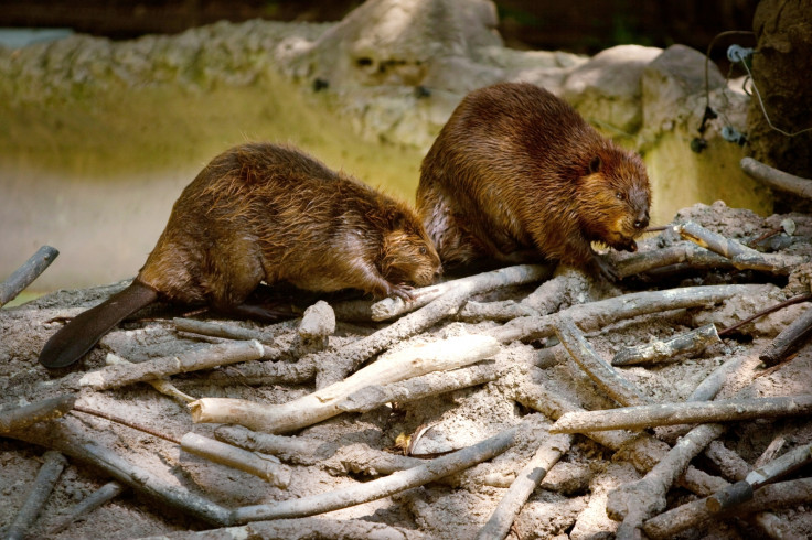 North American Beavers building dam