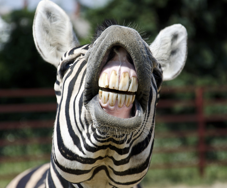 Zebra teeth