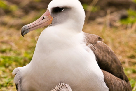 Albatross and chick